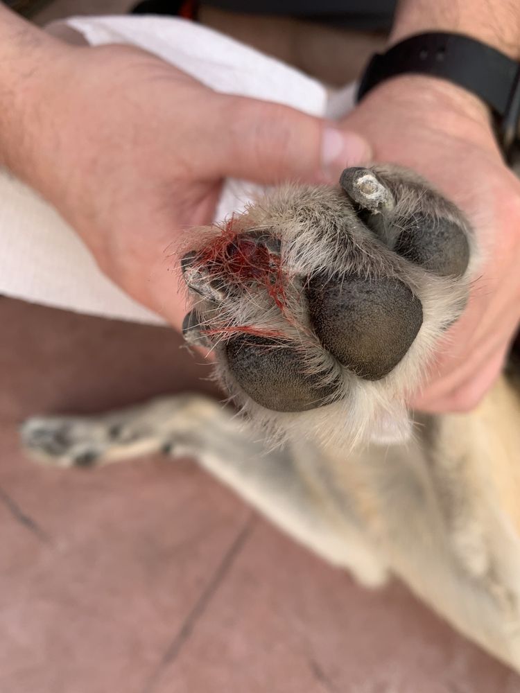 Horizon Ridge Animal Hospital