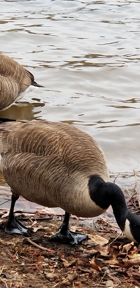 Lake Needwood
