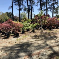 Red Mill Landscaping Nursery 49 Photos Nurseries Gardening Photo Of Red Mill Landscaping Nursery Durham Nc United States