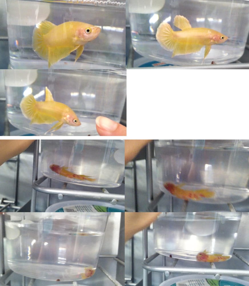 Petco 15 Photos & 17 Reviews Pet Stores 5405 Broadway Blvd