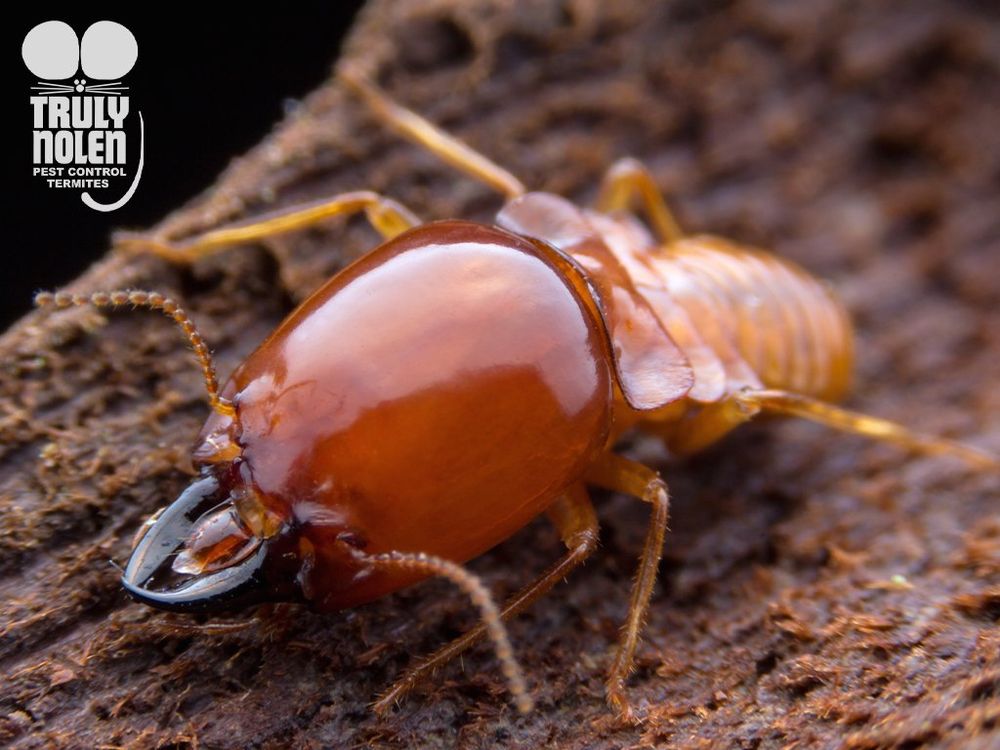 Truly Nolen Pest and Termite Control