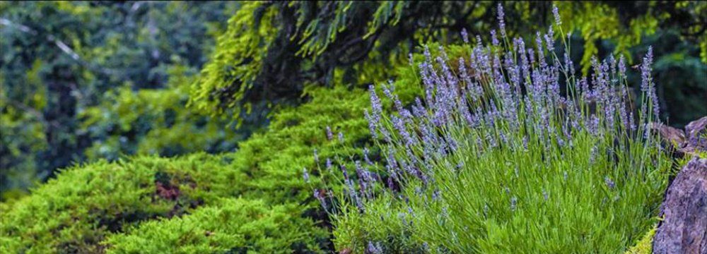 Shades Of Green
