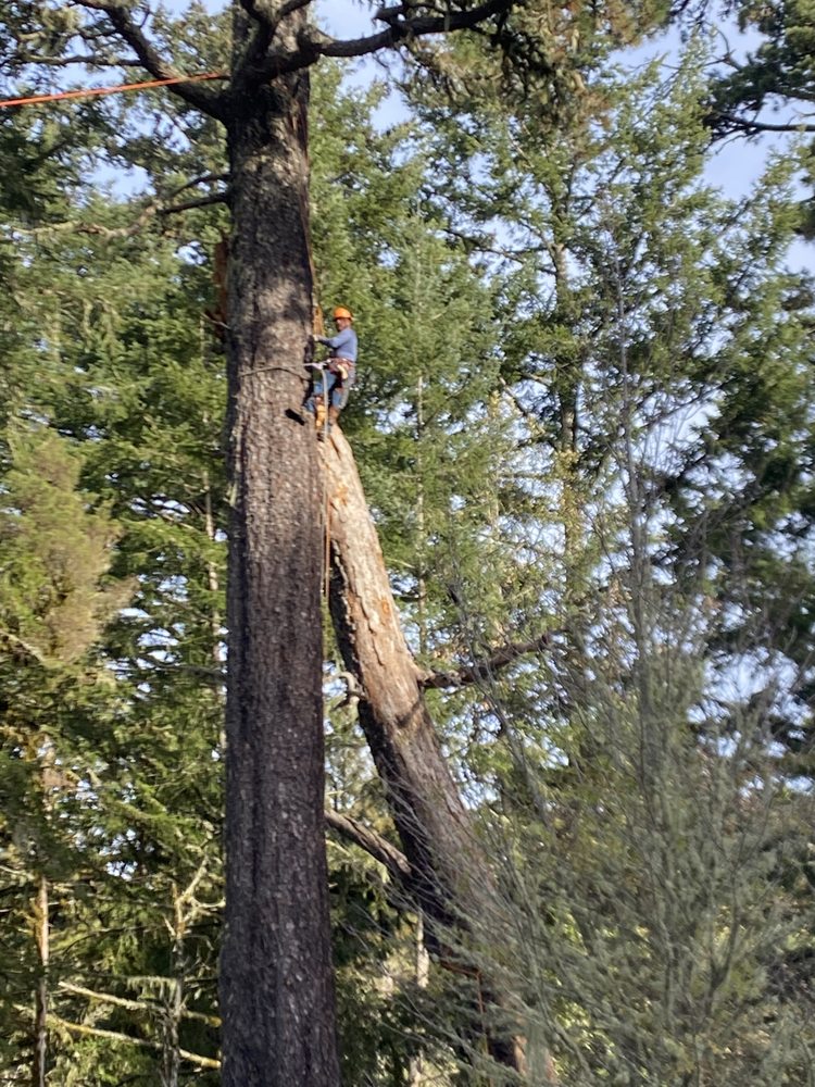 Victor’s Tree Service