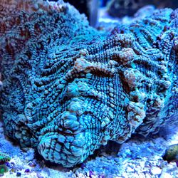 ocean s tropical fish