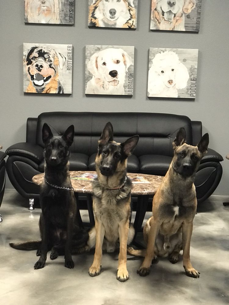 Club K9 155 Photos & 47 Reviews Pet Training 224 N Jones Blvd