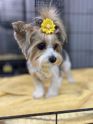 Happy Paws Pet Spa Image