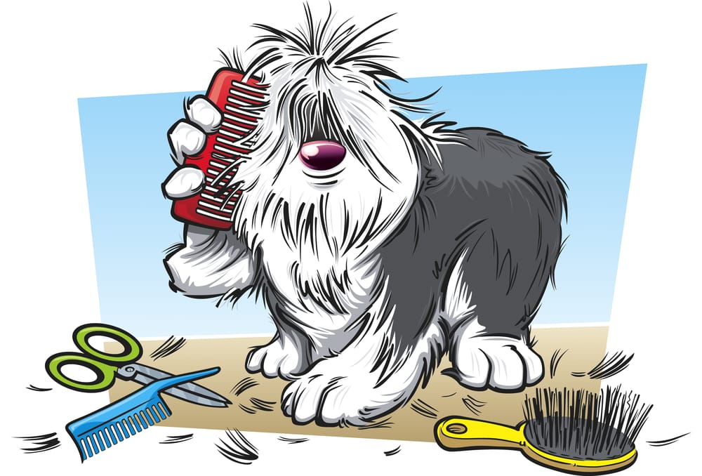 A’s Mobile Dog Grooming 22 Photos & 15 Reviews Pet Groomers Santa