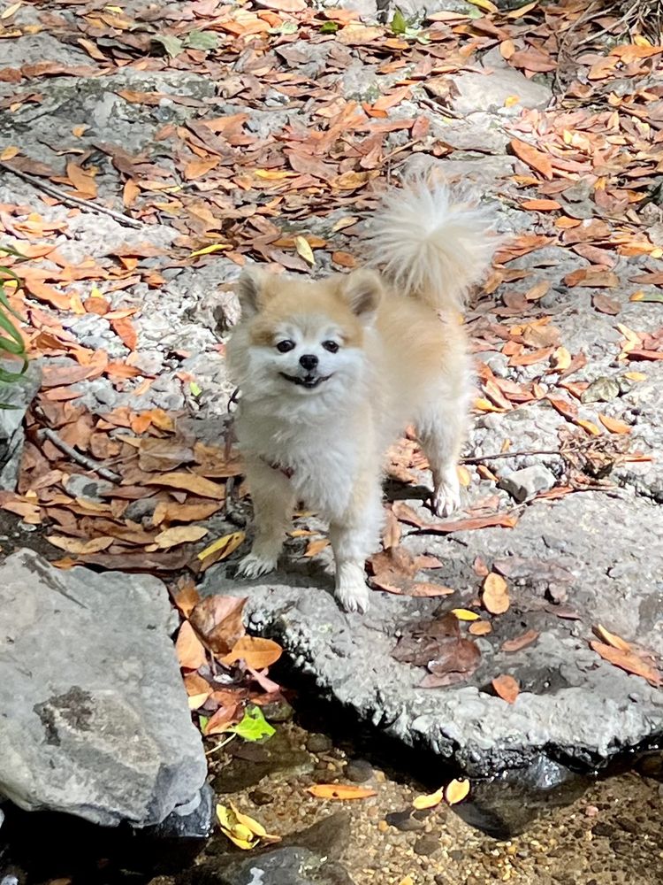 Tiny Dog Dancers