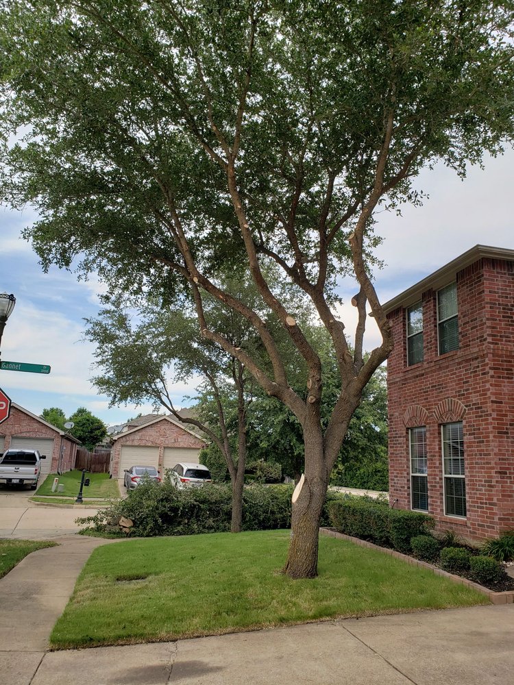 Sequoia Tree Service