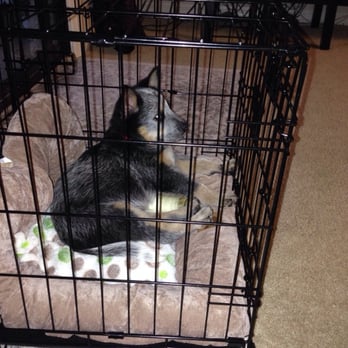 buckeye puppies reviews pet pros closed 25 photos 54 reviews pet shops 10345 s eastern ave anthem buckeye puppies reviews pet pros closed 25 photos 54 reviews pet shops 10345 s eastern ave anthem