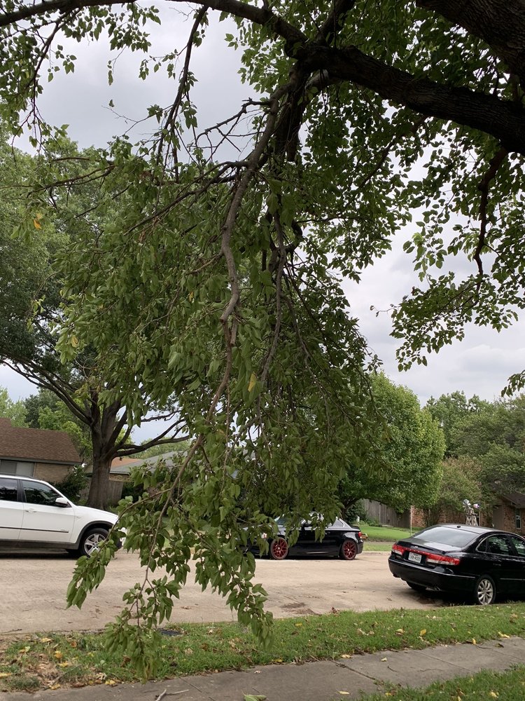 The Tree Fella