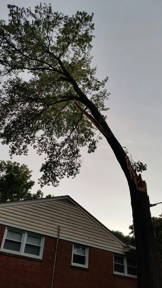 Kevin Elliott's Tree Service