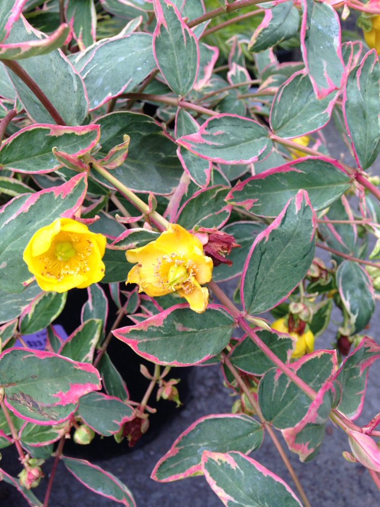 San Lorenzo Garden Center Phone : Bellevue San Lorenzo Lake Garda