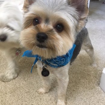 Pawfection Dog Grooming Reviews Pawfection Dog Grooming Reviews
