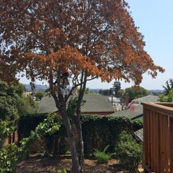 Sequoia Tree Service 57 Photos 42 Reviews Services 4900 Photo Of Sequoia Tree Service Oakland Ca United States Before The Removal