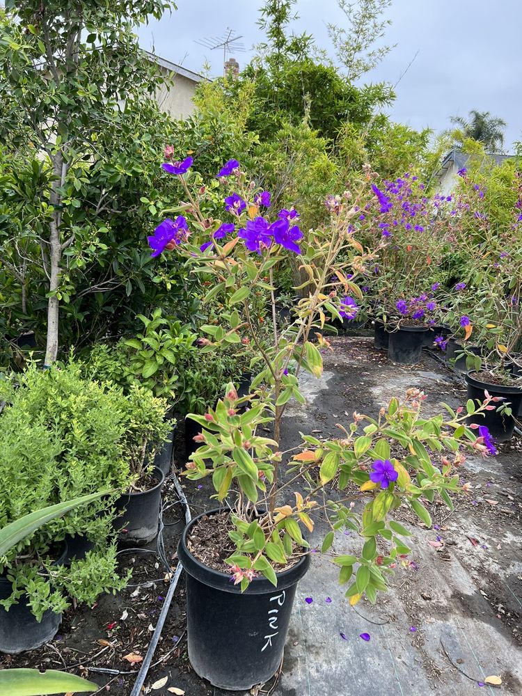 Sakioka Wholesale Nursery