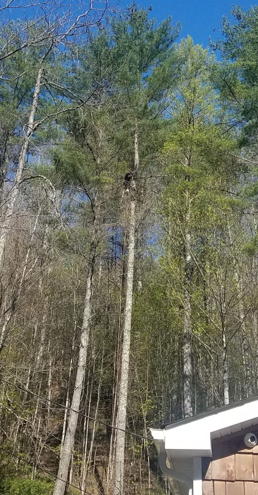 Collins Tree Rigging Service