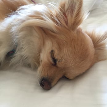 Dog Friendly Hotels Salem Ma Dog Friendly Hotels Salem Ma
