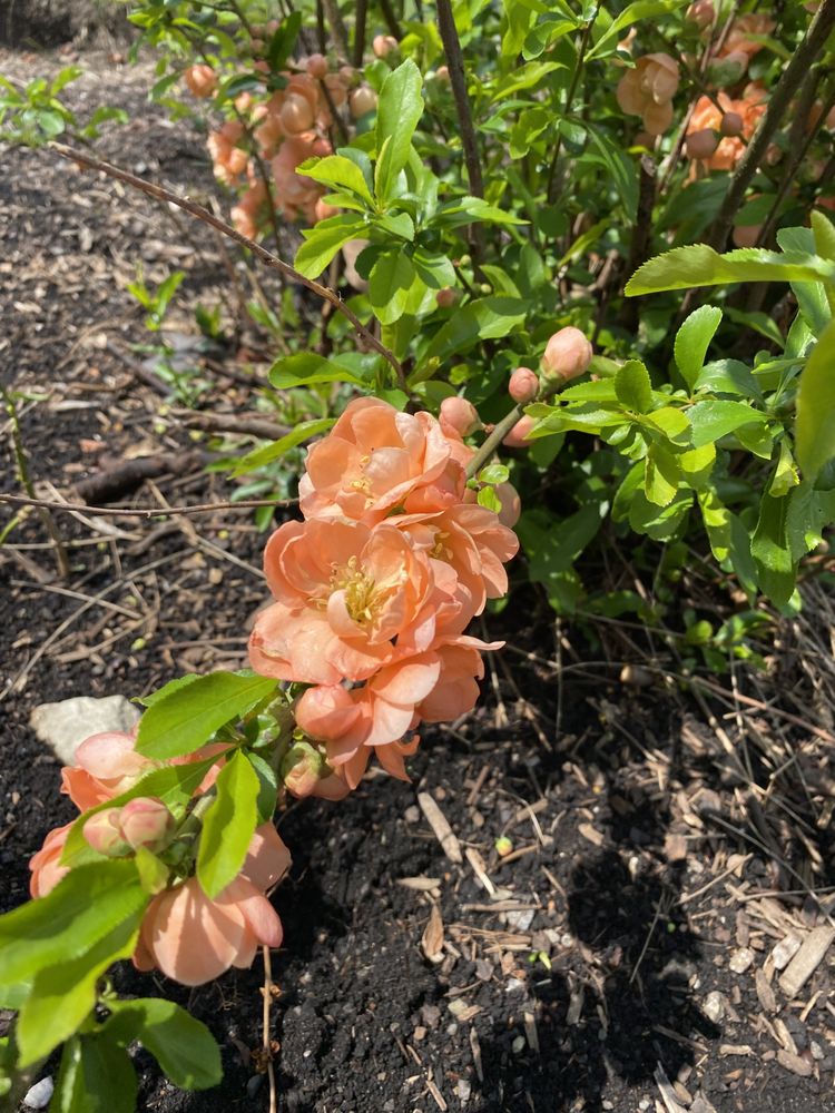 Green Bud Gardening Service