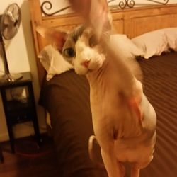 P O Of Riverside Cat Hospital Riverside Ca United States P O Of Riverside Cat Hospital Riverside Ca United States