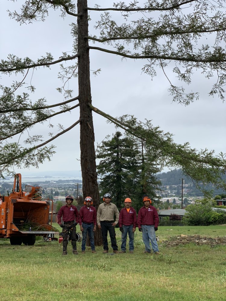Julian Tree Care