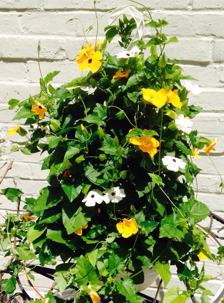 Johnson’s Florist & Garden Centers 17 Photos Florists 10313 Kensington Pkwy, Kensington