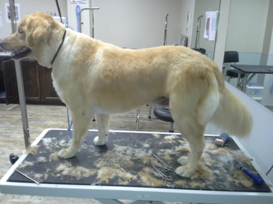 Dog S Day Inn 1771 Westgreen Blvd Katy Tx Pet Training Mapquest