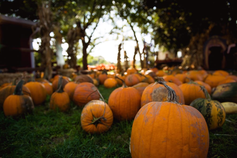 Sonny Acres Pumpkin Farm 92 Photos & 96 Reviews Pumpkin Patches