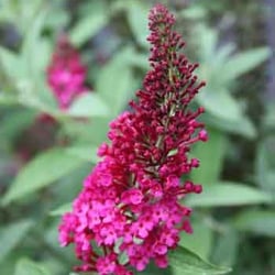 Plant Delights Nursery 10 Reviews Nurseries Gardening 9241 Photo Of Plant Delights Nursery Raleigh Nc United States This New Hybrid