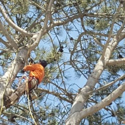 Photo of Carranza Tree Service - San Marcos, CA, United States Tree Service San Marcos Tree Service San Marcos Photo of Carranza Tree Service - San Marcos, CA, United States