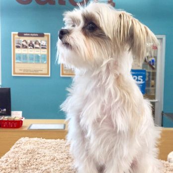 Dog Grooming Studio City Ventura Blvd Dog Grooming Studio City Ventura Blvd