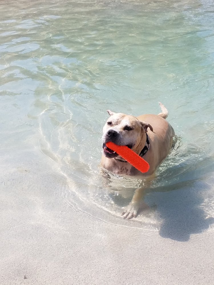 Animal Den Pet Resort & Spa 45 Photos & 121 Reviews Pet Sitting