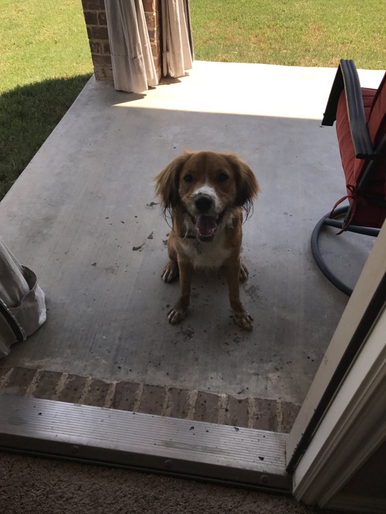 K9 to 5 Dog training
