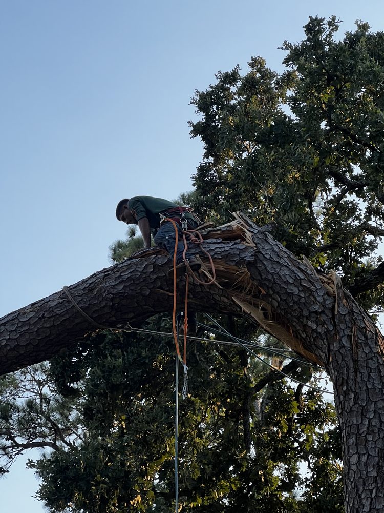 Monkey Tree Service