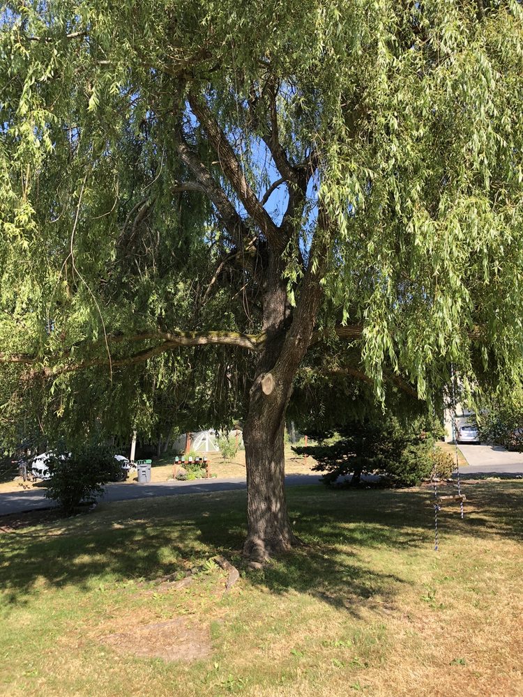 The Artisan Arborist