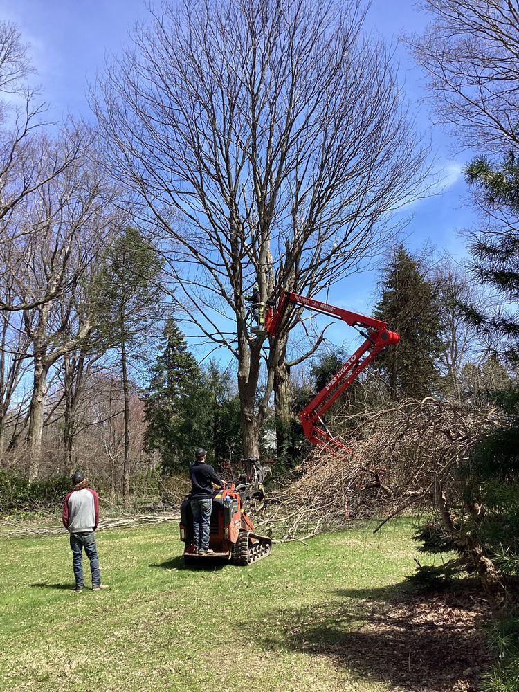 Star Tree Service