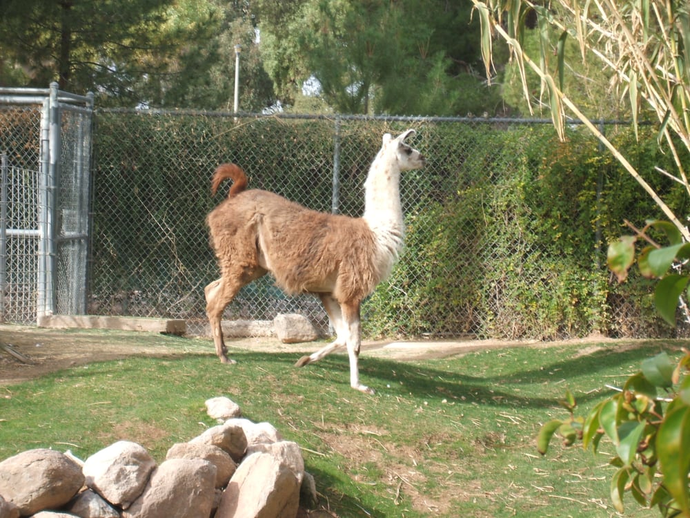 Learn how you can help protect wild animals and wild places while you explore naturalistic habitats, watch our animal…… ask a question Photos for Reid Park Zoo Yelp