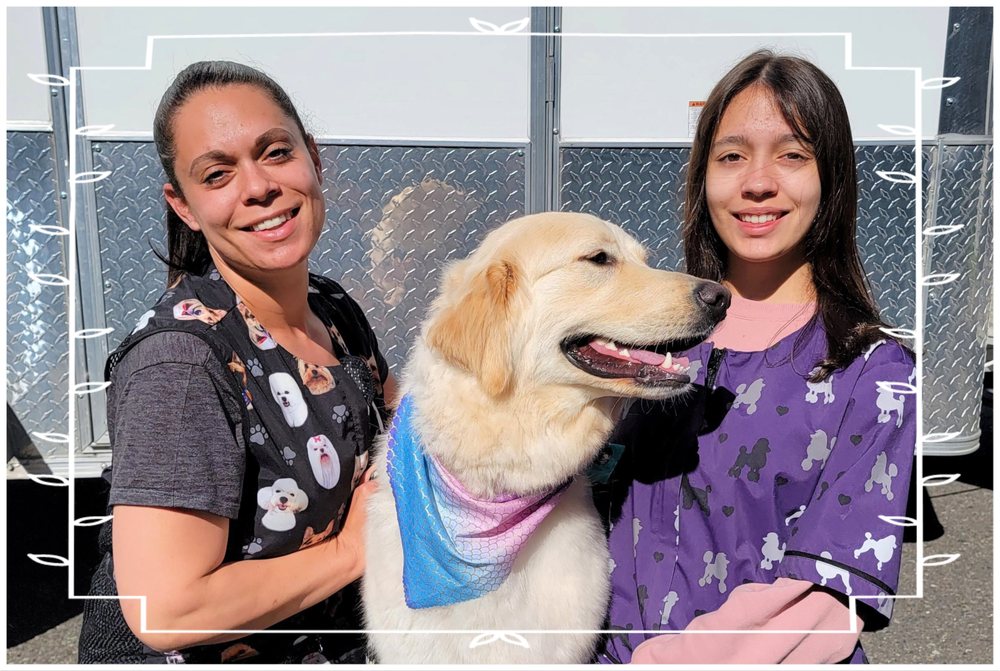 Door-to-Door Dog Grooming