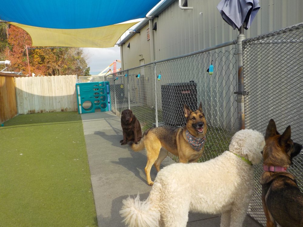 Pawadise - Your Pet's Paradise