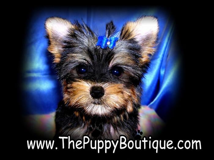 puppy boutique ny photos for puppy boutique yelp puppy boutique ny photos for puppy boutique yelp