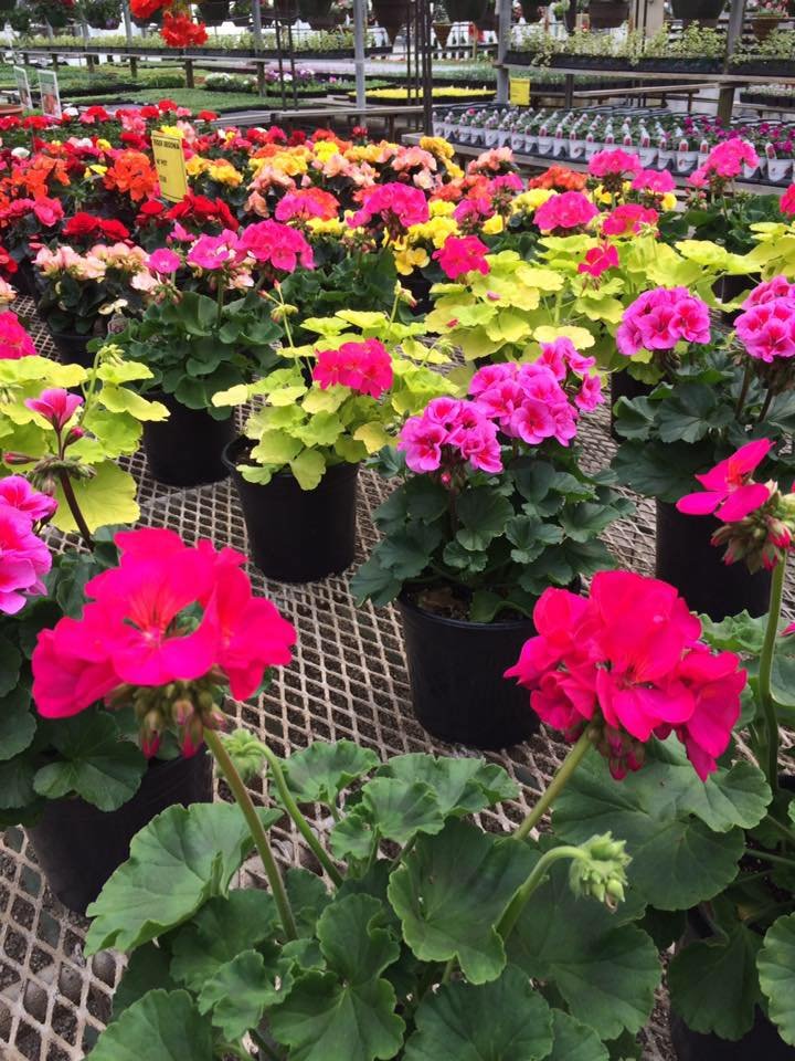 Hartman S Towne Country Greenhouse 20 Photos Florists 2021 Hartman S Towne Country Greenhouse 20 Photos Florists 2021 Nagle Ave Manitowoc Wi Phone Number Yelp