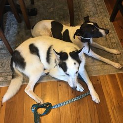 dog training tulsa dog training tulsa