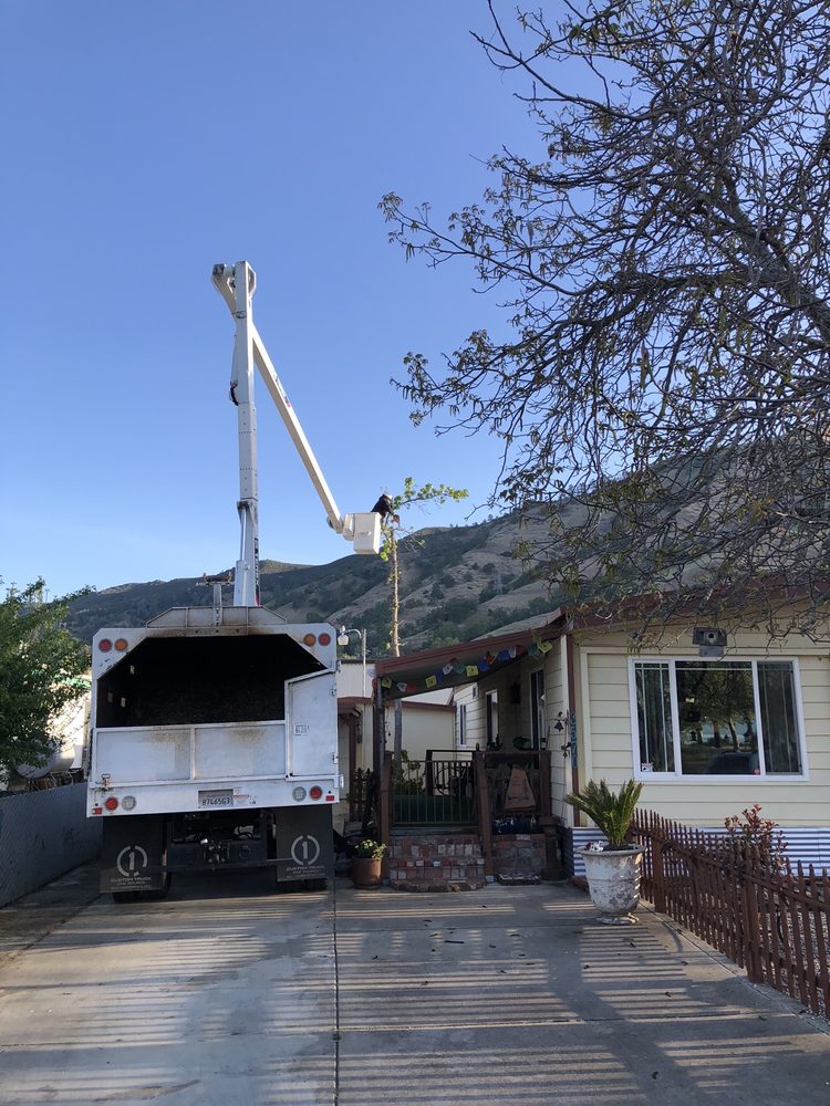 Ace Tree Solutions