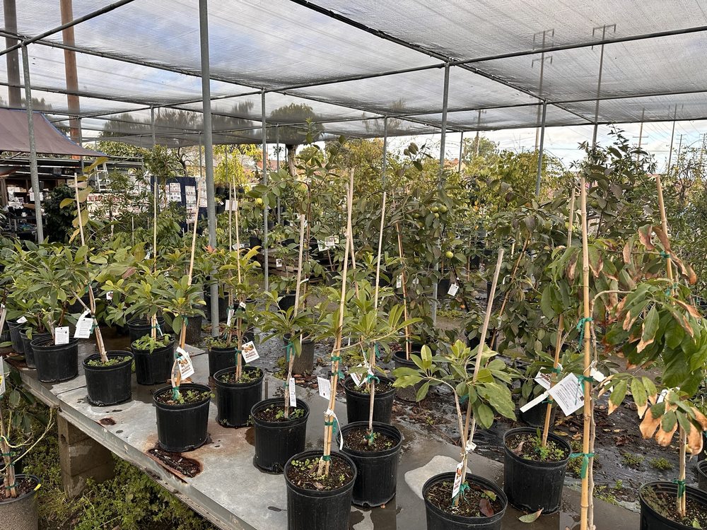 Mimosa Nursery