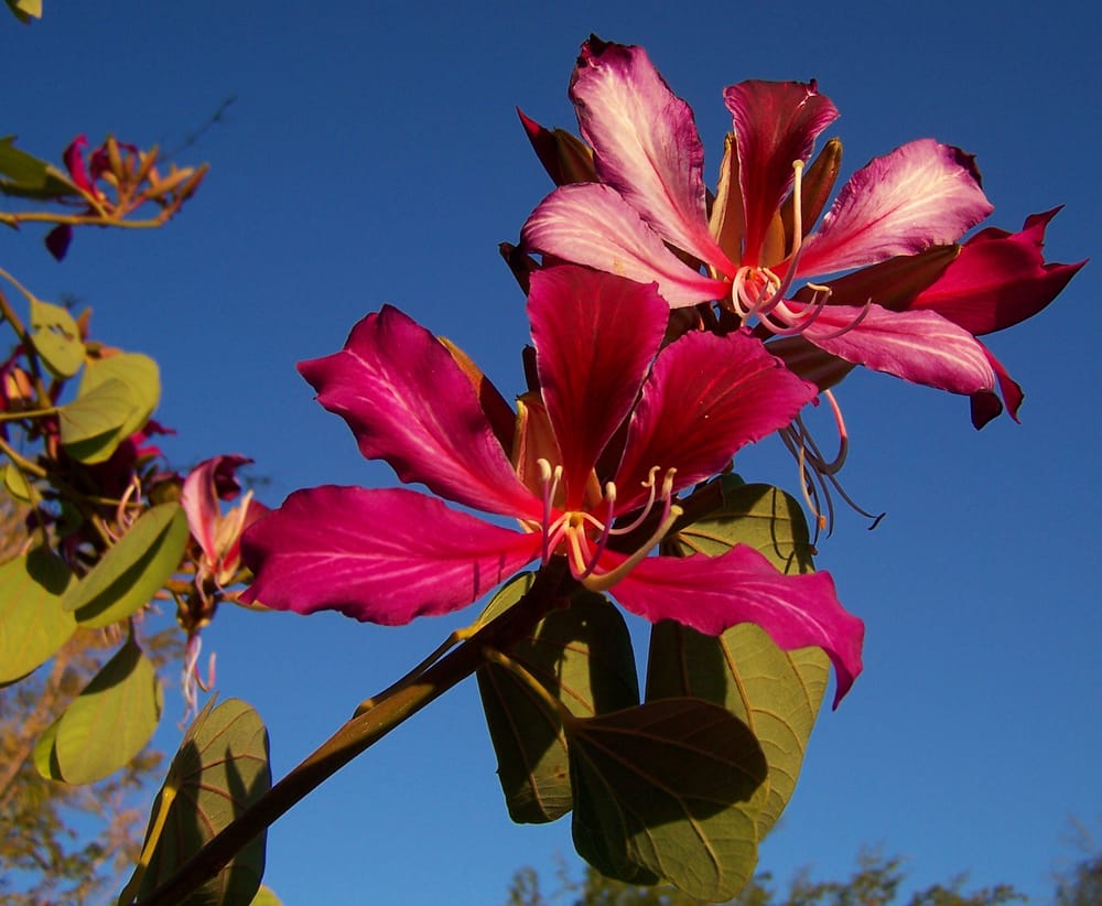 Bob Williams Nursery 31 Photos & 21 Reviews Nurseries & Gardening 48575 Madison St, Indio