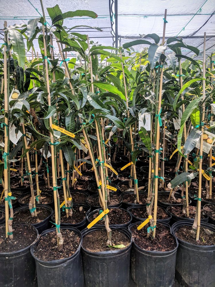 Me Mango Tree At Home Was Dying Needed Advice On What To Do Came Photo Of Champa Nursery El Monte Ca United States Me Mango Tree