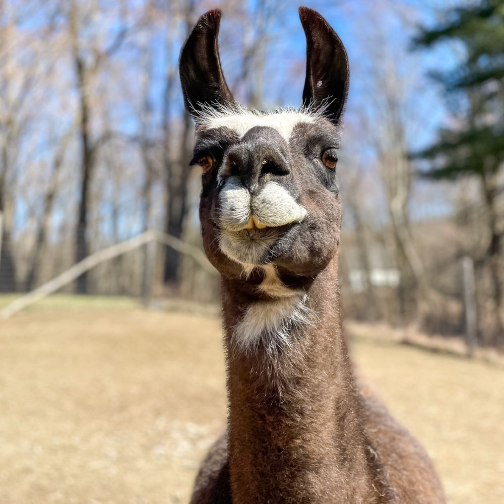 Lilymoore Alpaca Farm