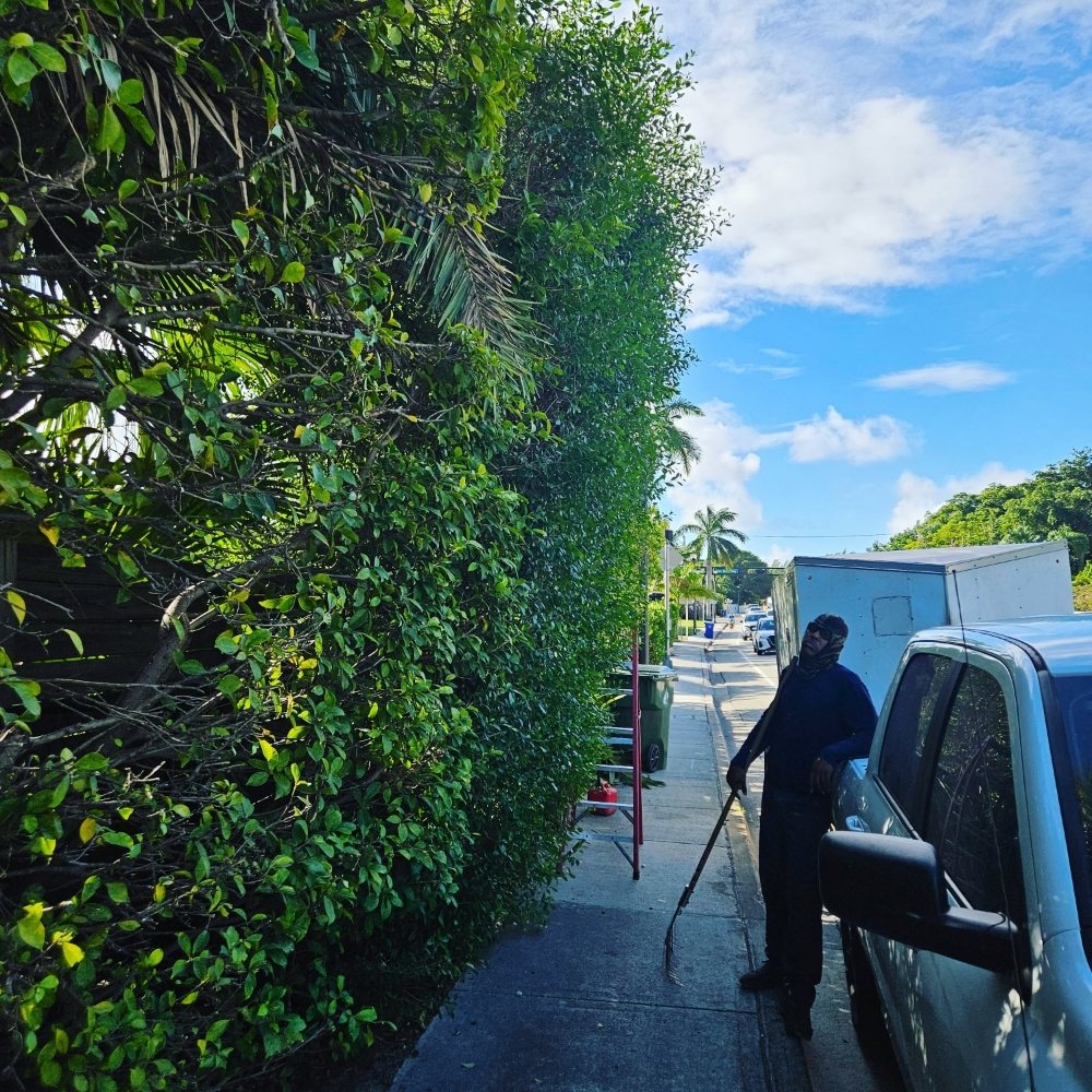 Quick Trimms Lawn Care