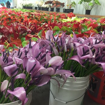 Green Point Nurseries 14 Photos Florists 811 Kealakai St Photo Of Green Point Nurseries Hilo Hi United States I Love The