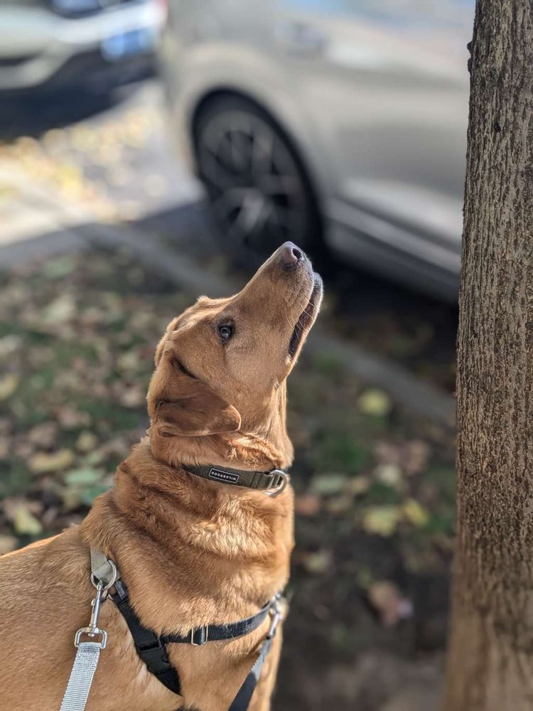 Chicago Pet Sitters